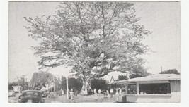 Vintage Postcard The Famous Kapok Tree Clearwater Florida North Haines Rd RPPC - £5.53 GBP