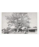 Vintage Postcard The Famous Kapok Tree Clearwater Florida North Haines R... - £5.53 GBP
