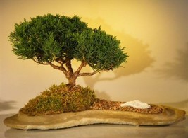 Shimpaku Juniper Bonsai Tree  Planted on a Rock Slab   (juniperus chinensis)  - £100.40 GBP
