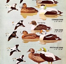 Eider Ducks Varieties And Types 1966 Color Bird Art Print Nature ADBN1r - £15.75 GBP