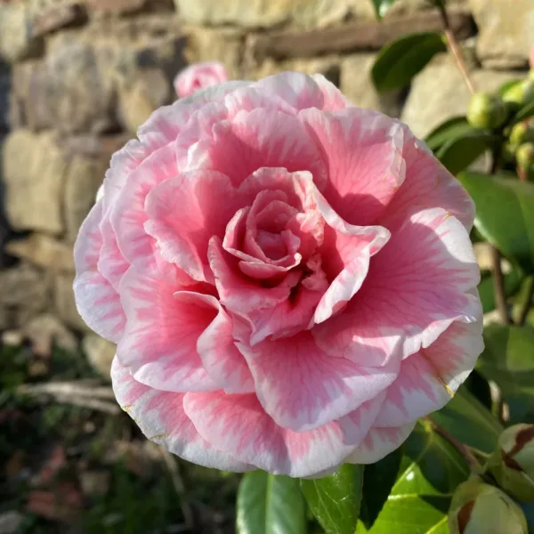 Tomorrows Dawn Bessoe Unique Bloom Camellia Japonica Live Starter Plant Fresh Ga - £35.50 GBP