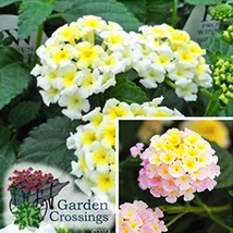 20 Pcs Pack Hot Sale 24 Color Lantana Camara Big Wild Sage Flower Pack Shrubby T - £10.95 GBP