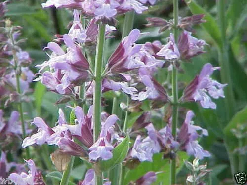 50 Clary Sage Seedssalvia Sclarea Var Turkestanica Salvia Sclarea Garden - £15.39 GBP