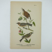 Bird Litho Print Carolina Wren Bay-breasted Warbler Chestnut-sided Antique 1890 - £15.61 GBP