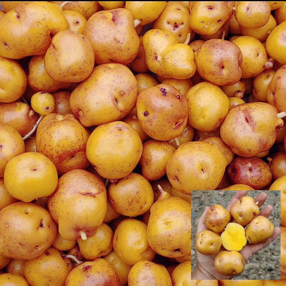 4 Peruvian Andean Potato Seeds - Nemah  - £11.71 GBP