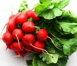 250 Plus German Giant Radish Seeds Open Pollinated Non Gmo - $6.00