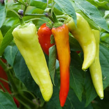 SWEET BANANA PEPPERS 10 VEGETABLE SEEDS - £3.78 GBP