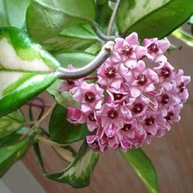 Krimson Princess Hoya carnosa in a 4 inch pot! Beautiful waxy blooms!  - $18.99