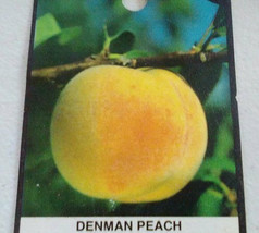 DENMAN PEACH 4 6FT Tree Live Fruit Trees Pl plant plant plant (For Spring &amp; Summ - £152.75 GBP