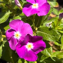 USA SELLER Heat Wave Raspberry with Eye Vinca Seeds 50 Seeds - $12.99