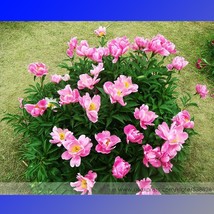 5 Clusters Pink Chinese Herbaceous Peony Flower Light Fragrant Flower Beautiful  - $7.90