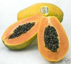 Papaya caribean sunrise @@ tropical fruit seed 30 SEEDS - £7.18 GBP