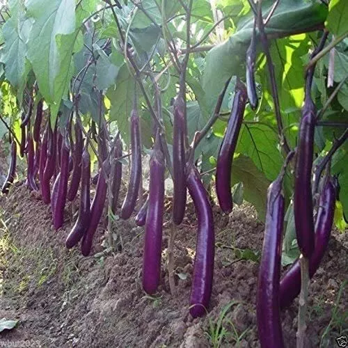 150 Long Purple Eggplant Seeds For Planting Non-Gmo Exotic Heirloom Vegetables U - £11.51 GBP