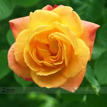 50 Seeds Red Stripe Orange Rose Flower Strong Fragrant Rose Gardening USA Seller - £5.76 GBP