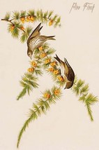 Pine Finch by John James Audubon - Art Print - £17.29 GBP+