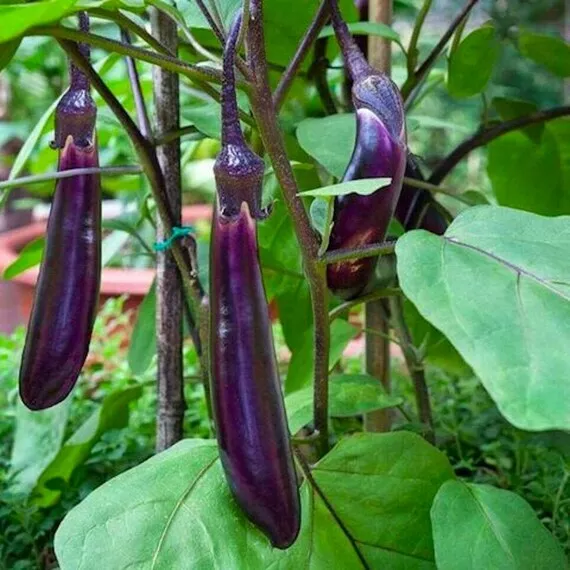 250 Long Purple Eggplant Seeds Always Seeds Garden - £7.23 GBP