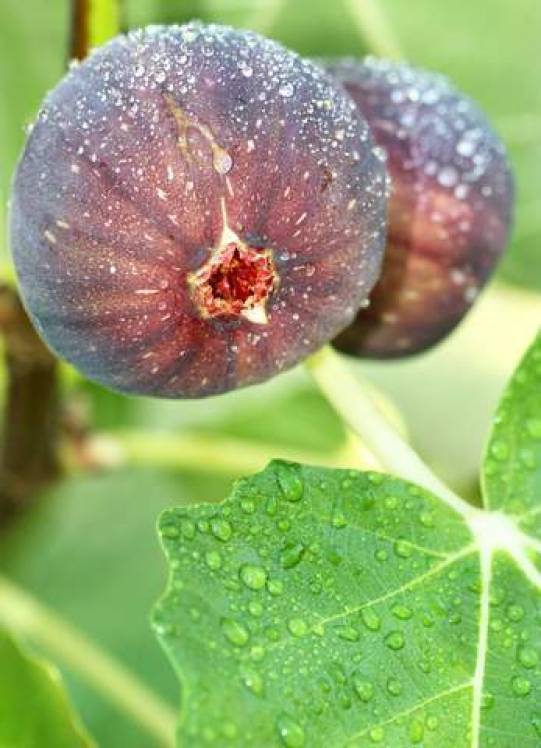 LSU Fig Louisianna Purple Fruit Tree  Rare Grown in the USA - $39.99