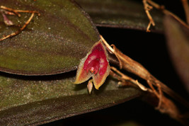 LEPANTHES SP. PERU 27 MINIATURE ORCHID MOUNTED - $53.00