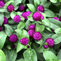 400 Seeds Dwarf Gomphrena Globosa Purple Seeds for Charming 25cm Plants ... - $24.99