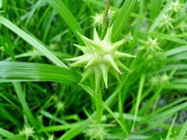 New Fresh Seeds 15 Grays Sedge Seeds Carex Grayi USA Seller - $14.90