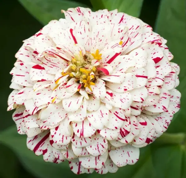 Peppermint Stick Zinnia Flower Seeds 100+ Annual Red White Fresh Garden - £5.19 GBP