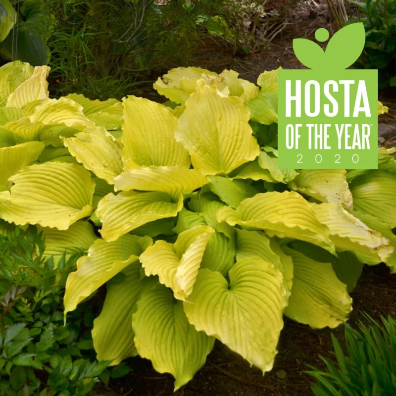 Hosta Coast To Coast 5.25 Inch Pot Well Rooted S_S - £26.85 GBP