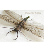 Dobson Fly Monster Insect Corydalus Texanus XL Real Framed Entomology Sh... - $108.99