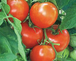 50 New Yorker Tomato Seeds Fast Shipping - £7.20 GBP
