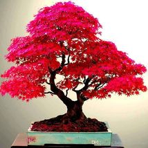 10 Red Japanese Maple Tree Seeds Are Hulled For Faster Growth - £10.42 GBP