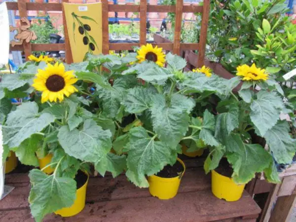 30 Incredible Dwarf Sunflower Helianthus Annuus Flower Seeds Fresh - £7.99 GBP