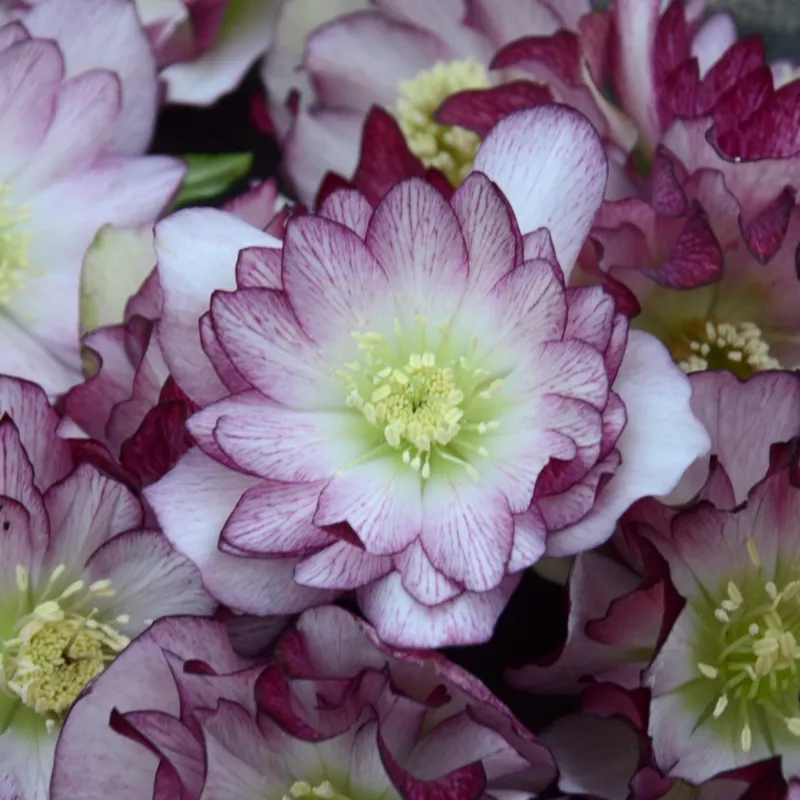 G_S Hellebore &#39;Blushing Bridesmaid&#39; Well Rooted 5.25 Inch Pot Perennial Plant Wi - $41.51