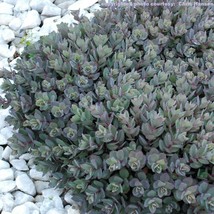 2&quot; pot sedum DAZZLEBERRY low short easy drought tolerant - 1 Live Potted Plant - £36.96 GBP