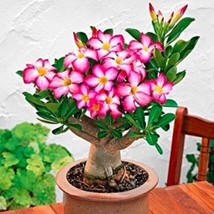 1PC Adenium Seed White Rose Red Colorful Single Flowers Desert Rose* Easy To gro - £3.31 GBP