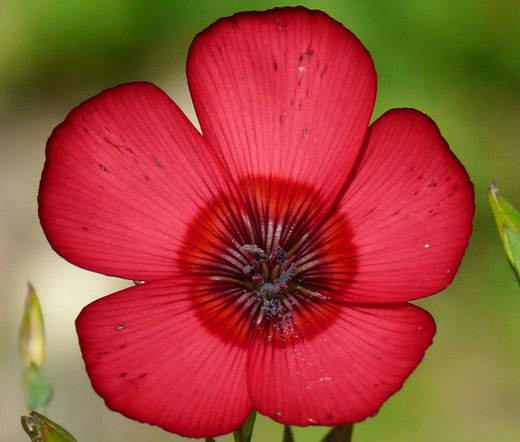 100 Scarlet (Linum Rubrum) Flax Flower Seeds - $2.99