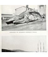 Shore Station Humpback Butchery 1926 Nautical Antique Print Whale Huntin... - $27.34 CAD