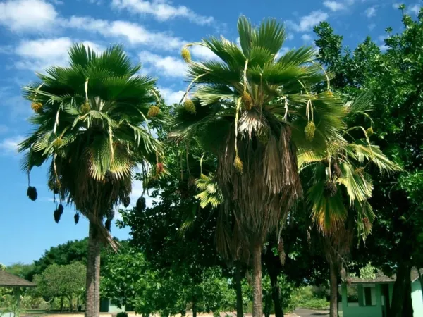 10 Fiji Fan Palm Tree Seeds (Pritchardia Pacifica) Fast Growing Tropical Plant F - £15.10 GBP