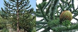 50 Seeds Araucaria Araucana Seeds For Planting Monkey Puzzle Tree Chilean Pine U - $14.22