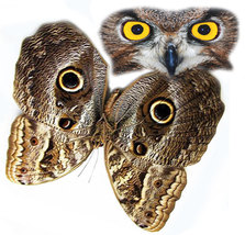 Giant Owl Eyes Caligo illioneus Real Butterfly Entomology Collectible Shadowbox - $68.99
