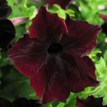 Balcony Patio Potted Petunia Perennial Blooming Wine Red Flower 50 PCS Seeds - £7.65 GBP