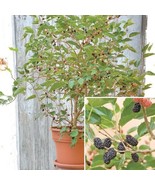 KBS 15 Seeds Dwarf Everbearing Mulberry Bush House Flowers Home Garden  - $206.78 MXN