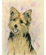 Norwich Terrier Dog Art Pastel Drawing Solomon - £99.91 GBP