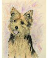 Norwich Terrier Dog Art Pastel Drawing Solomon - $125.00