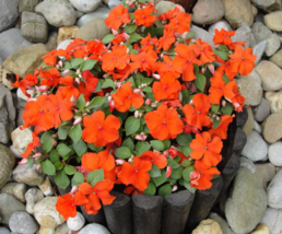 50 Pc Seeds Orange Dwarf Impatiens Flower, Balsam Seeds for Planting | RK - £13.30 GBP