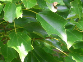 20 Trident Maple Seeds Acer Buergerianum Fresh New Seeds - $8.76 CAD