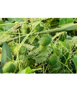 Wild Cucumber {Cucumis Dipsaceus} Fruiting Vine 10 Seeds U.S. Shipping  - $9.71