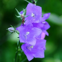 Fresh Seeds Bellflower Seed Campanula Persicifolia Blue Flower Seeds 5000 Seeds - $13.06