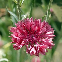 50 Fuchsia Bachelors Button Seeds Seed Flower Flowers 600 USA Fast Shipping - £9.58 GBP