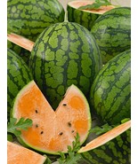 10 Tendersweet Orange Watermelon Seeds Sweet Fresh Seeds - $14.90
