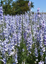 Rocket Larkspur Delphinium Light Blue Cut Flowers Pollinators Nongmo 500... - $8.99