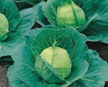 600 Cabbage Seeds Golden Acres Heirloom Non Gmo Fresh Fast Shipping - $13.96